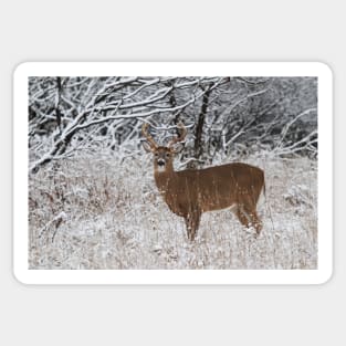 White-tailed deer buck in snow Sticker